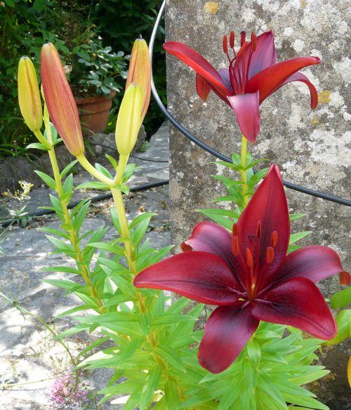 Nos photos de juin 2012 : avec l'arrivée des 1ères chaleurs, le jardin prend des couleurs ! Nos photos de juin 2012 : avec l'arrivée des 1ères chaleurs, le jardin prend des couleurs !
