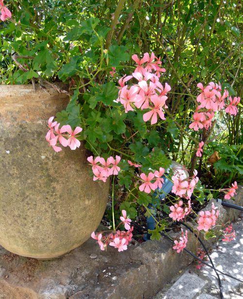 Nos photos de juin 2012 : avec l'arrivée des 1ères chaleurs, le jardin prend des couleurs ! Nos photos de juin 2012 : avec l'arrivée des 1ères chaleurs, le jardin prend des couleurs !