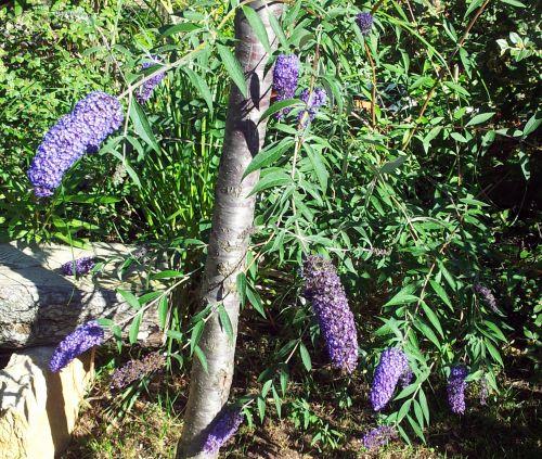 Nos photos de juin 2012 : avec l'arrivée des 1ères chaleurs, le jardin prend des couleurs ! Nos photos de juin 2012 : avec l'arrivée des 1ères chaleurs, le jardin prend des couleurs !