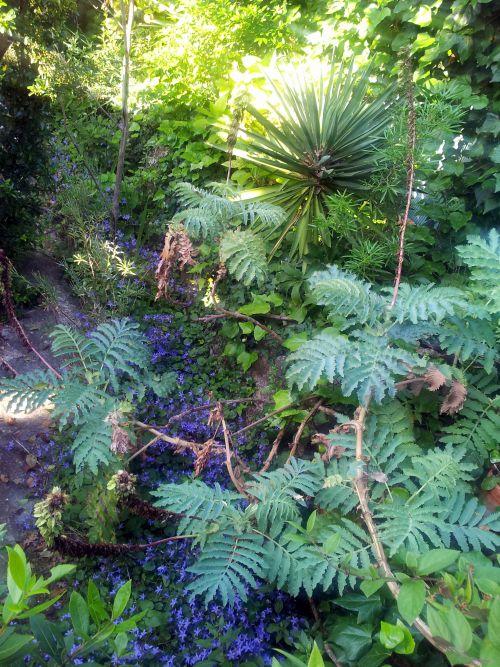 Nos photos de juin 2012 : avec l'arrivée des 1ères chaleurs, le jardin prend des couleurs ! Nos photos de juin 2012 : avec l'arrivée des 1ères chaleurs, le jardin prend des couleurs !