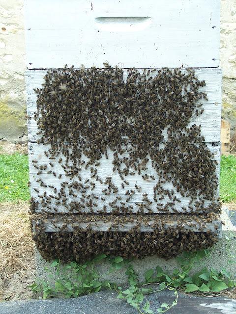 Le Cruiser interdit par le ministre de l'apiculture Le Cruiser interdit par le ministre de l'apiculture