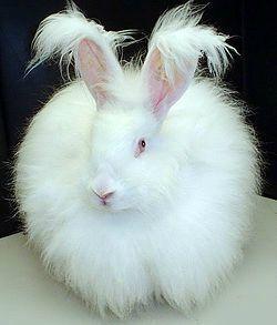 Il y a du lapin dans le fil !!! le lapin angora