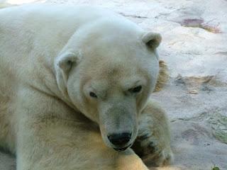 Le zoo d'Amneville (Le tour de France des poussettes #1) Le zoo d'Amneville (Le tour de France des poussettes #1)