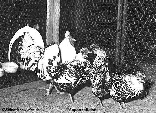 L'importance de l'eau de boisson pour les volailles Appenzelloises.jpg