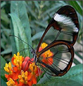 papillon-fleur.jpg