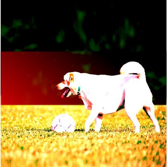 fan_fotos fan fotos Ce qu‘il resta de l‘Euro 2012... vos photos de supporters !