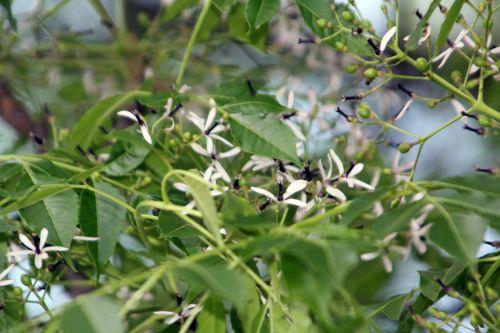 Melia azedarach paris 23 juin 2012 358.jpg