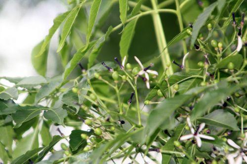 Melia azedarach paris 23 juin 2012 357.jpg