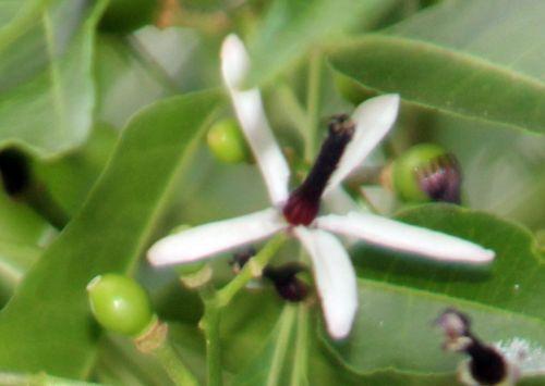 Melia azedarach melia 2 fleur paris 23 juin 2012 356.jpg