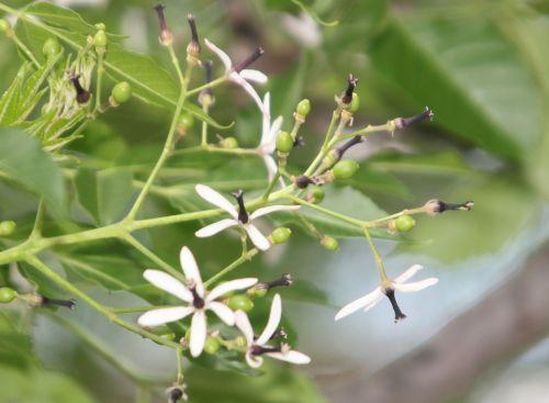 Melia azedarach paris 23 juin 2012 355.jpg