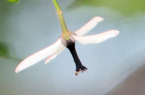 Melia azedarach melia 3 fleur paris 23 juin 2012 355.jpg