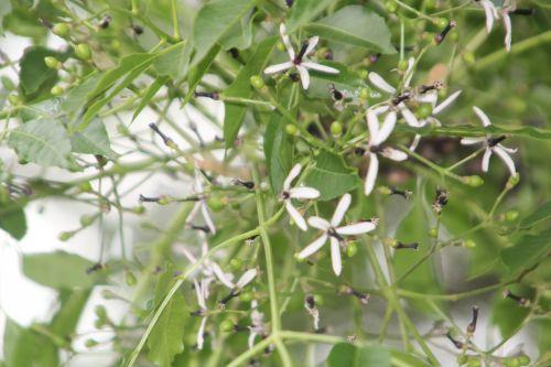 Melia azedarach paris 23 juin 2012 356.jpg