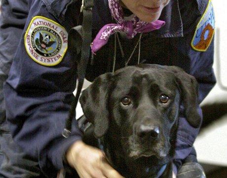 Un frère, ce chien Un frère, ce chien