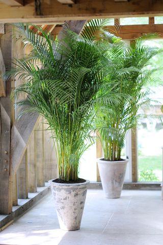 Palmier-areca Palmier-areca