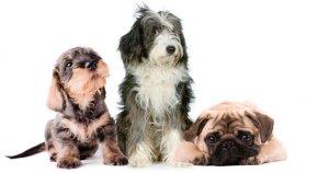 élevage chien Idées d’actions pour lutter contre l’abandon animal