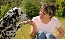 comportementaliste animalier Idées d’actions pour lutter contre l’abandon animal