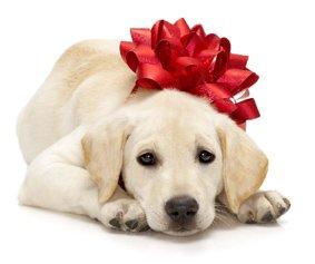cadeau chien Idées d’actions pour lutter contre l’abandon animal