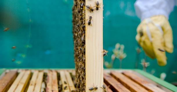 Voie navigables de France protège les abeilles Voie navigables de France protège les abeilles