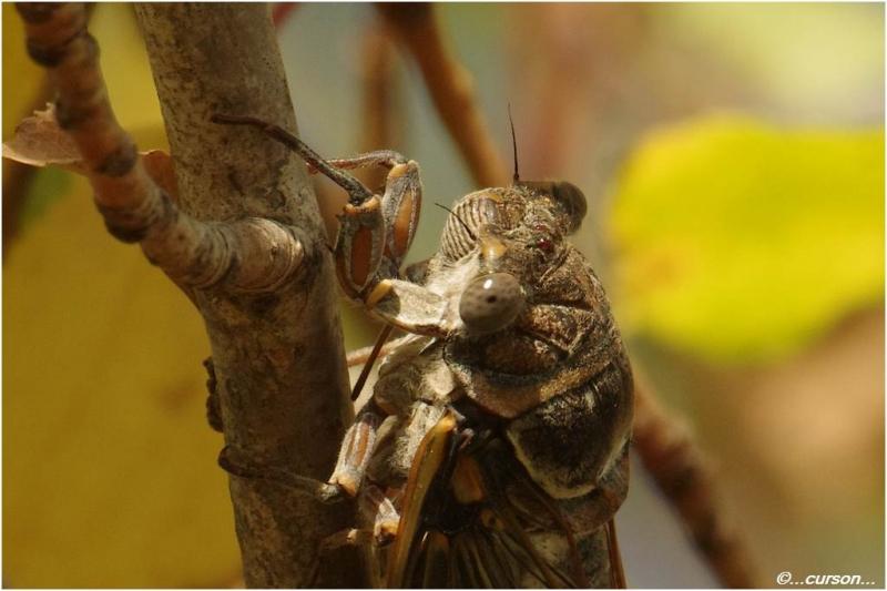 La Cigales—Cicadidae - Macros Cigalle2.jpg