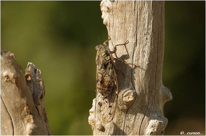 La Cigales—Cicadidae - Macros Cigalle1.jpg