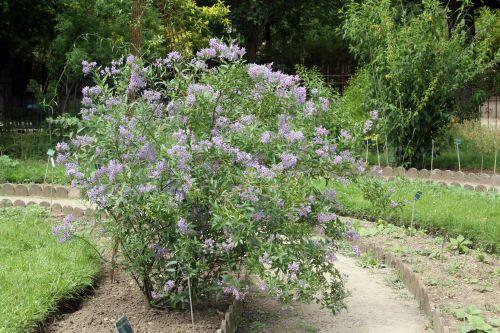 1 solanum crispum paris 23 juin 2012 229.jpg