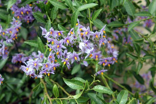 2 solanum crispum paris 23 juin 2012 232.jpg