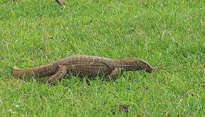 SRI LANKA : LES PETITES ET LES GROSSES BEBÊTES ! SRI-LANKA-1-110.JPG