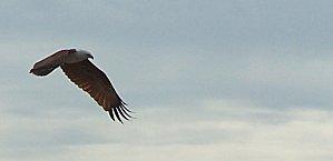 SRI LANKA : LES PETITES ET LES GROSSES BEBÊTES ! SRI-LANKA-1-056.JPG