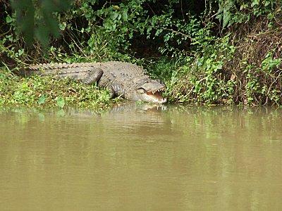 SRI LANKA : LES PETITES ET LES GROSSES BEBÊTES ! SRI-LANKA-1-067-copie-1.JPG
