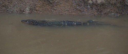 SRI LANKA : LES PETITES ET LES GROSSES BEBÊTES ! SRI-LANKA-1-231.JPG