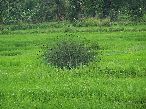 SRI LANKA : LES PETITES ET LES GROSSES BEBÊTES ! SRI-LANKA-2-049.JPG