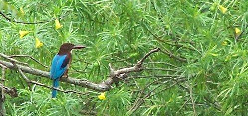 SRI LANKA : LES PETITES ET LES GROSSES BEBÊTES ! SRI-LANKA-1-113.JPG