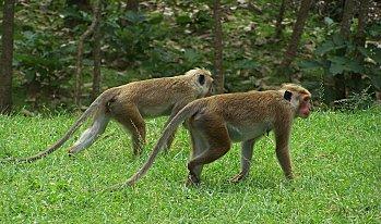 SRI LANKA : LES PETITES ET LES GROSSES BEBÊTES ! SRI LANKA 1 310