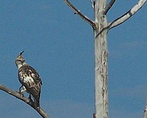 SRI LANKA : LES PETITES ET LES GROSSES BEBÊTES ! SRI-LANKA-2-160.JPG