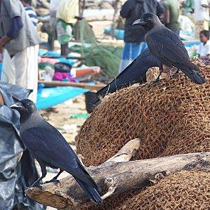 SRI LANKA : LES PETITES ET LES GROSSES BEBÊTES ! SRI LANKA 1 008