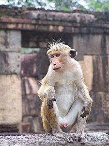 SRI LANKA : LES PETITES ET LES GROSSES BEBÊTES ! SRI-LANKA-1-319.JPG