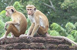 SRI LANKA : LES PETITES ET LES GROSSES BEBÊTES ! SRI-LANKA-1-314.JPG