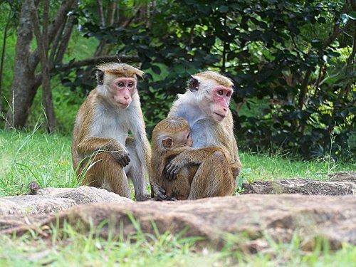 SRI LANKA : LES PETITES ET LES GROSSES BEBÊTES ! SRI-LANKA-1-105.JPG