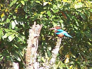 SRI LANKA : LES PETITES ET LES GROSSES BEBÊTES ! SRI-LANKA-2-120.JPG