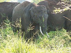 SRI LANKA : LES PETITES ET LES GROSSES BEBÊTES ! SRI LANKA 2 175bis