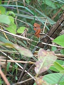 SRI LANKA : LES PETITES ET LES GROSSES BEBÊTES ! SRI-LANKA-2-087.JPG