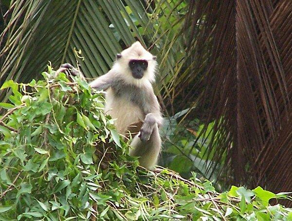 SRI LANKA : LES PETITES ET LES GROSSES BEBÊTES ! SRI-LANKA-1-062-copie-1.JPG