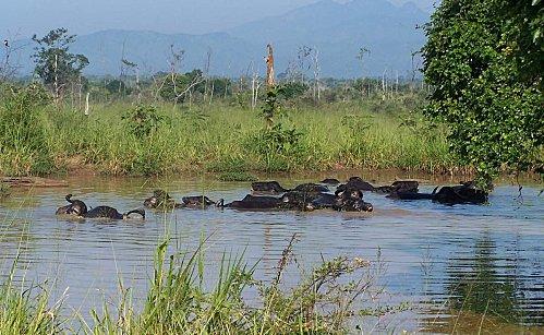 SRI LANKA : LES PETITES ET LES GROSSES BEBÊTES ! SRI LANKA 2 162