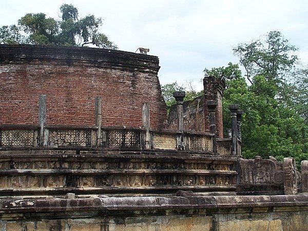 SRI LANKA : LES PETITES ET LES GROSSES BEBÊTES ! SRI-LANKA-1-311.JPG