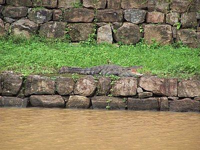 SRI LANKA : LES PETITES ET LES GROSSES BEBÊTES ! SRI-LANKA-1-102.JPG