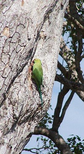 SRI LANKA : LES PETITES ET LES GROSSES BEBÊTES ! SRI-LANKA-2-193.JPG