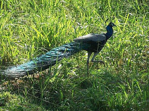 SRI LANKA : LES PETITES ET LES GROSSES BEBÊTES ! SRI-LANKA-2-157.JPG