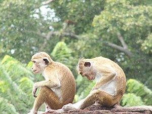 SRI LANKA : LES PETITES ET LES GROSSES BEBÊTES ! SRI-LANKA-1-313.JPG
