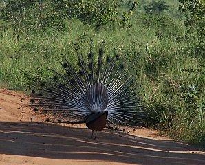 SRI LANKA : LES PETITES ET LES GROSSES BEBÊTES ! SRI-LANKA-2-155.JPG