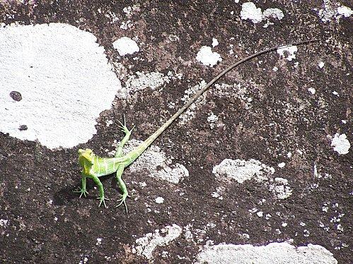 SRI LANKA : LES PETITES ET LES GROSSES BEBÊTES ! SRI-LANKA-2-107.JPG